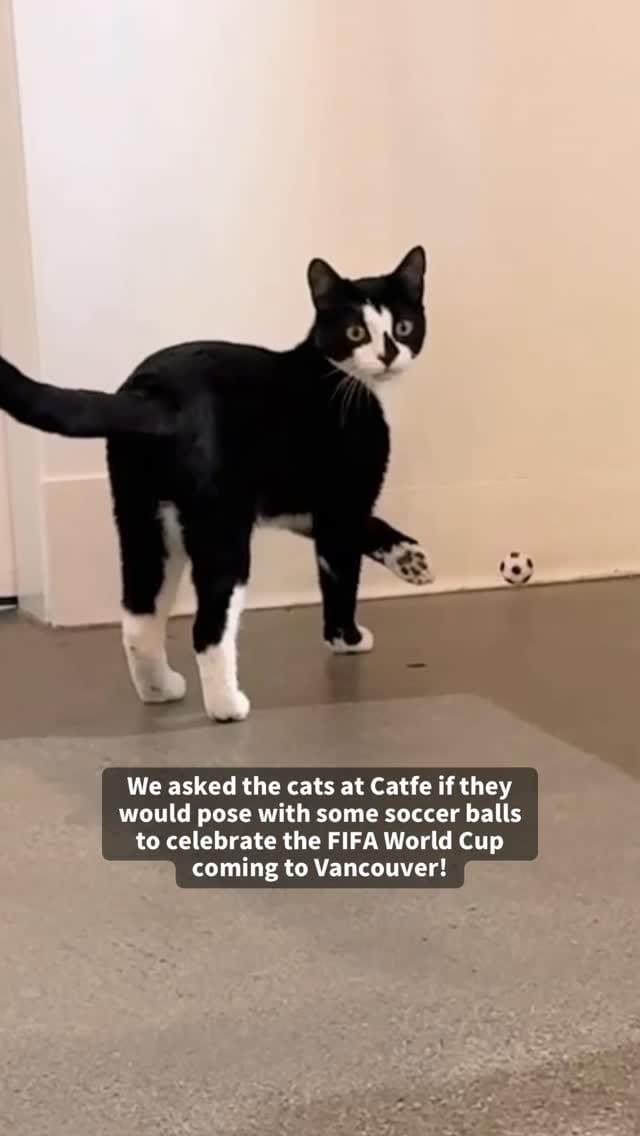 Post 4 by Catfe on Instagram (video)