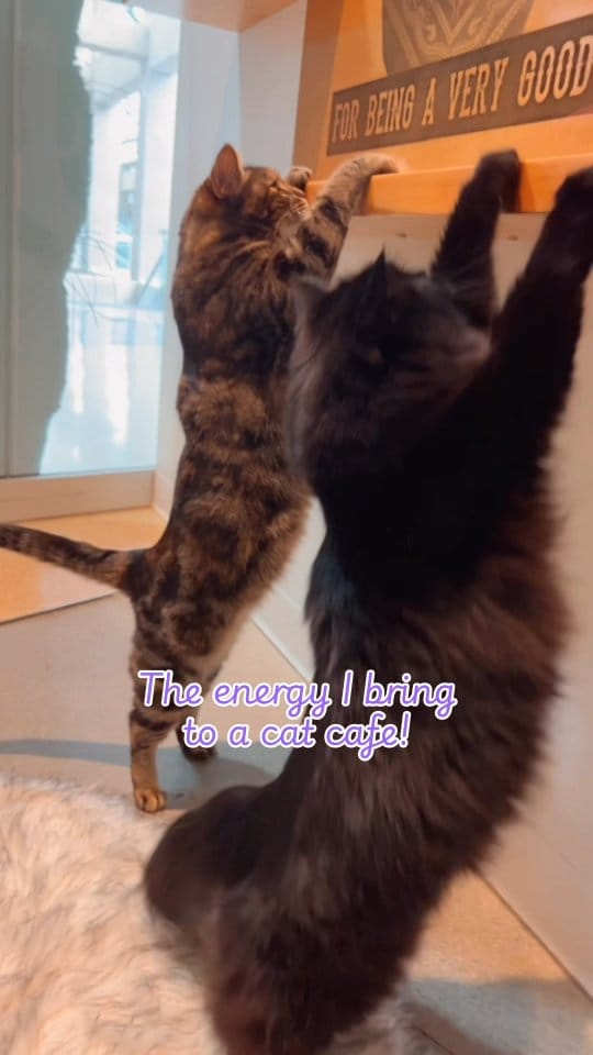 Post 5 by Catfe on Instagram (video)