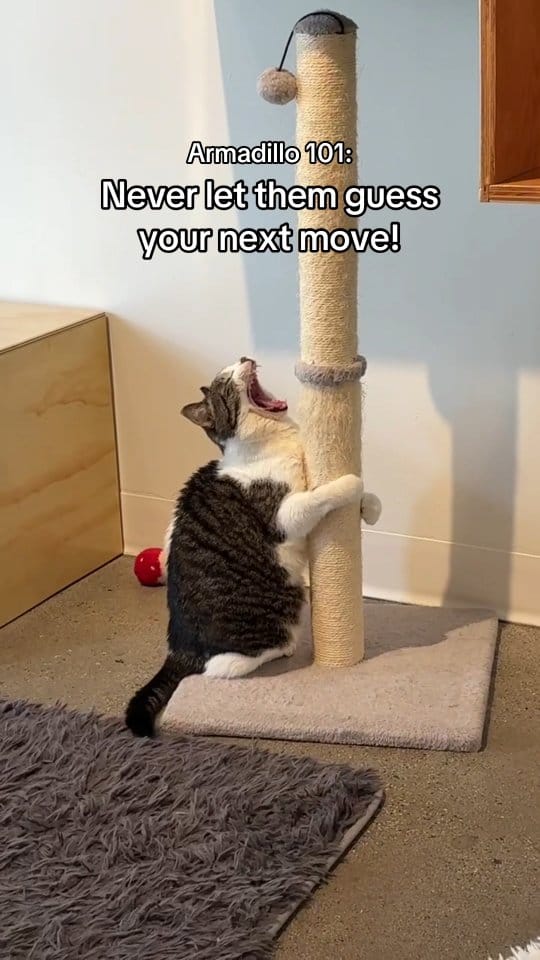 Post 8 by Catfe on Instagram (video)