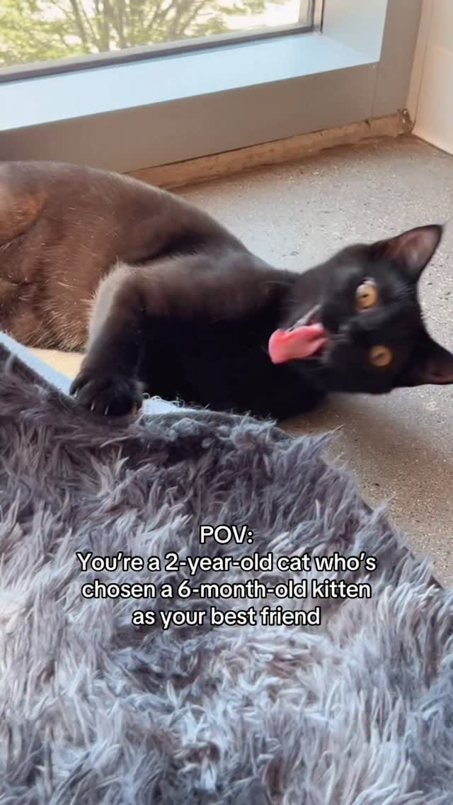 Post 1 by Catfe on Instagram (video)