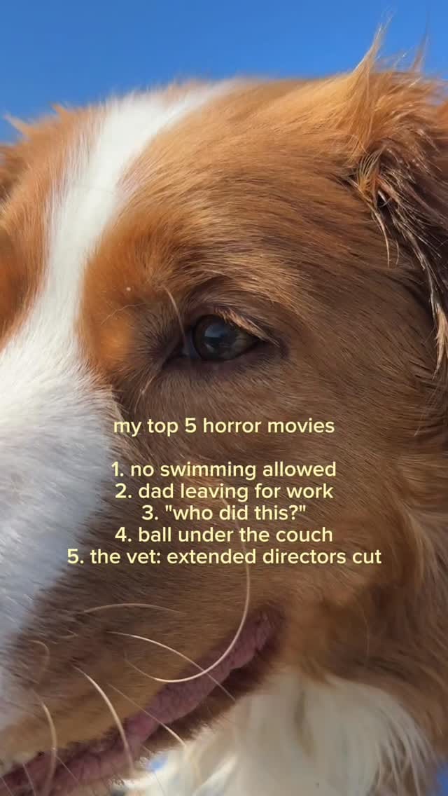 Post 1 by Toller Brand 🐾 on Instagram (video)