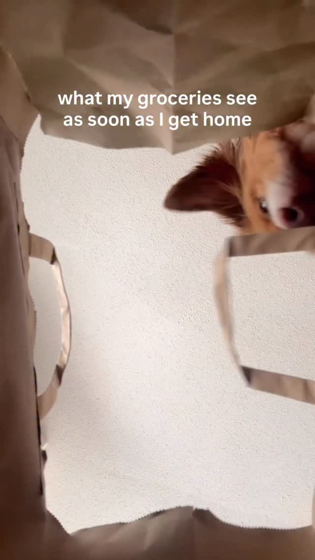 Post 2 by Toller Brand 🐾 on Instagram (video)