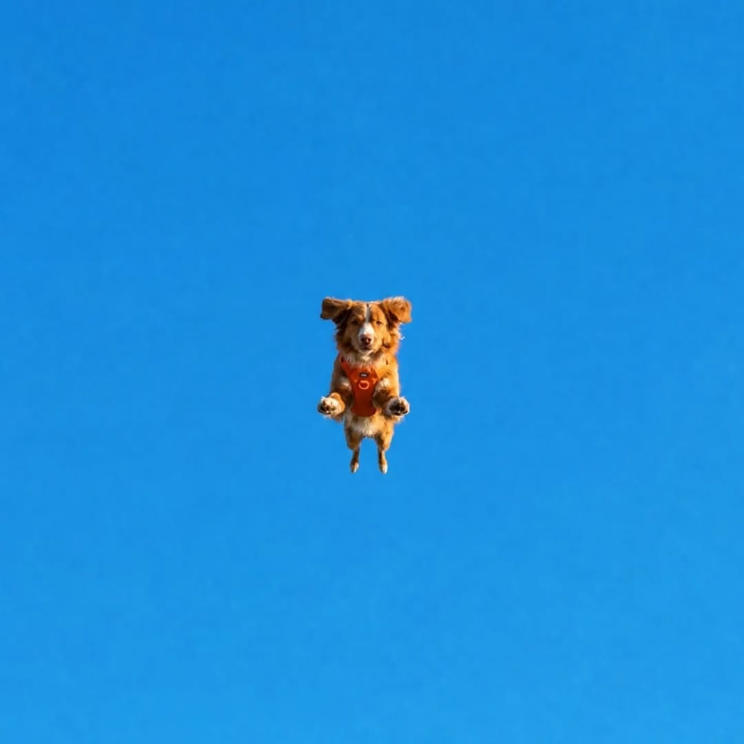 Post 3 by Toller Brand 🐾 on Instagram (carousel)