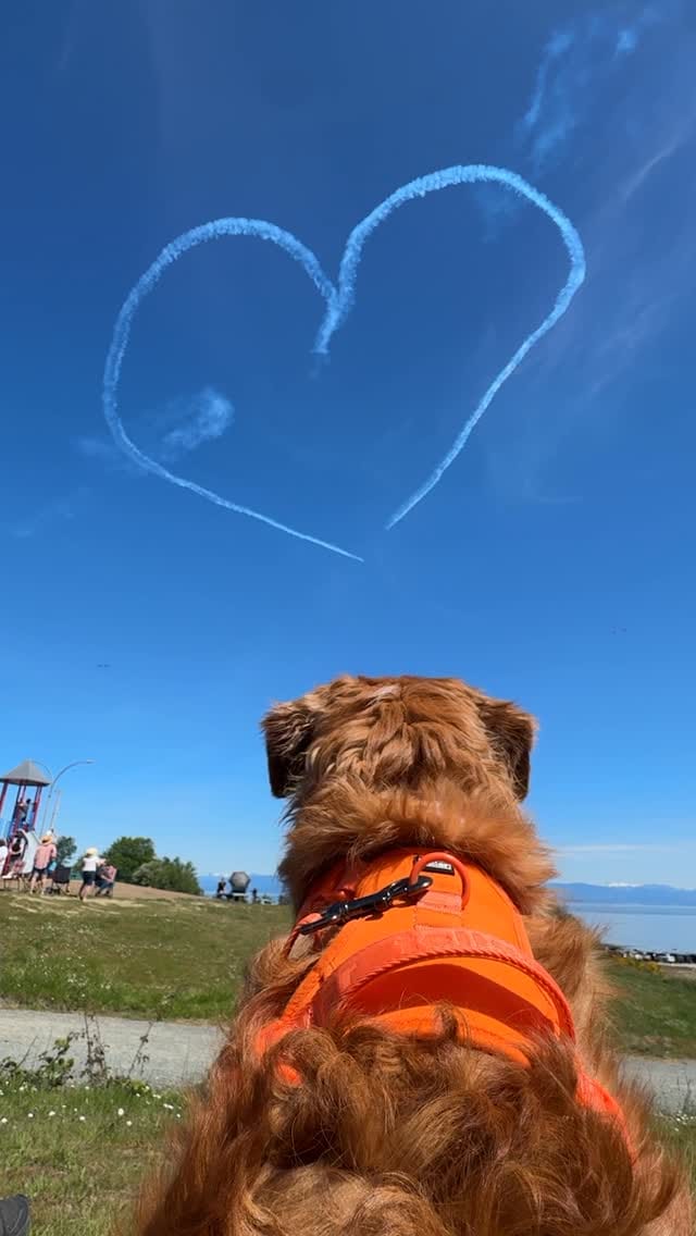 Post 8 by Toller Brand 🐾 on Instagram (video)