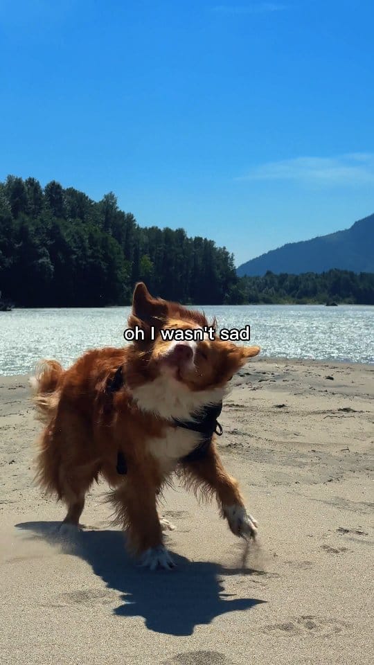 Post 10 by Toller Brand 🐾 on Instagram (video)