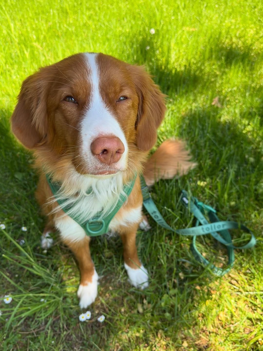 Post 7 by Toller Brand 🐾 on Instagram (carousel)