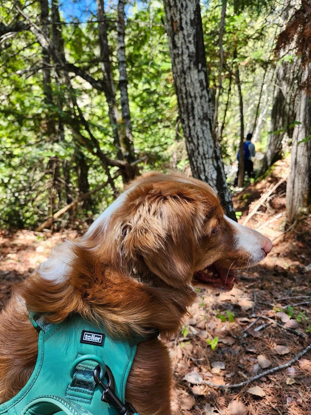 Post 4 by Toller Brand 🐾 on Instagram (carousel)