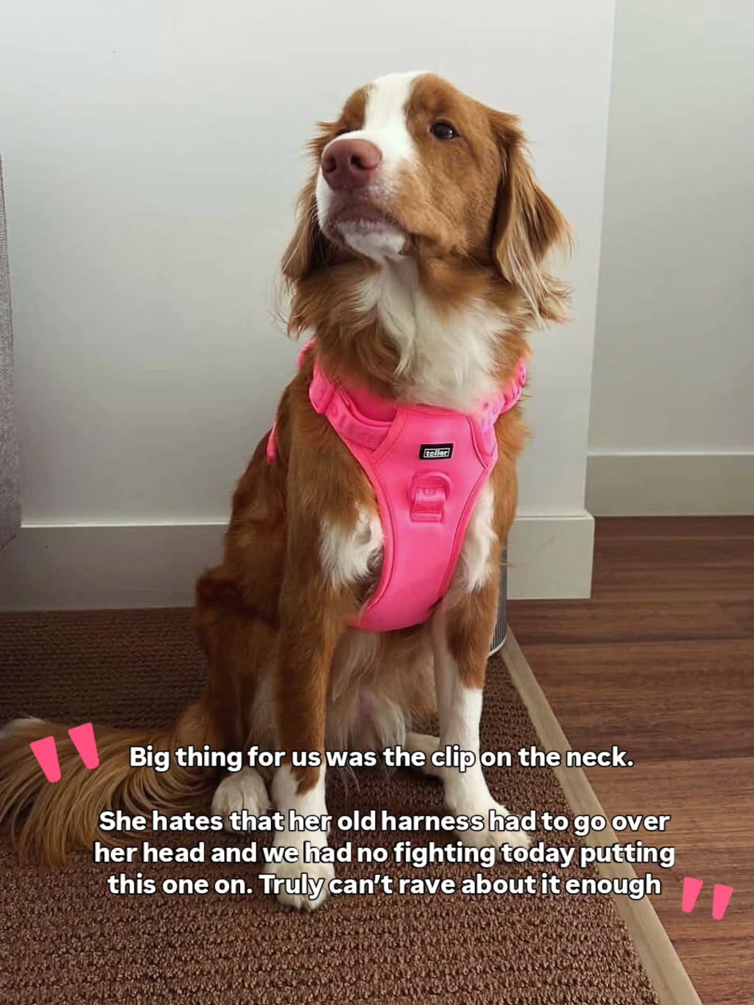 Post 9 by Toller Brand 🐾 on Instagram (carousel)