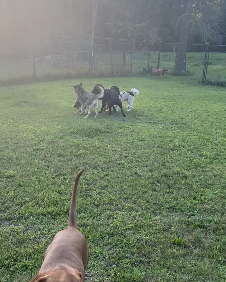 Post 6 by Robert Vandervenne on Instagram (video)