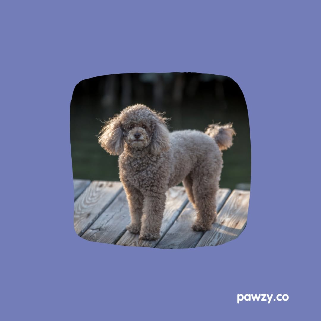 Post 3 by Pawzy on Instagram (image)