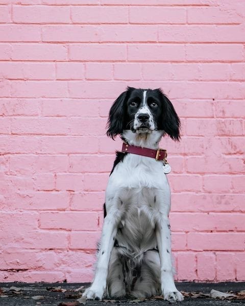 Post 7 by Pawzy on Instagram (image)