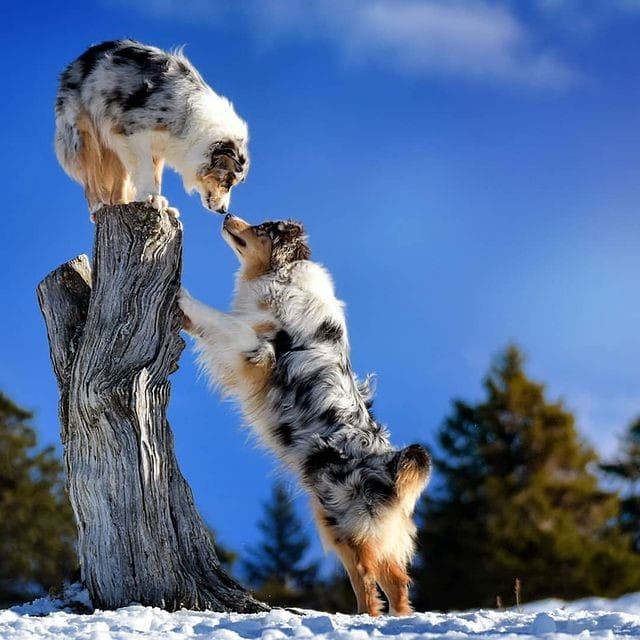 Post 10 by Pawzy on Instagram (image)