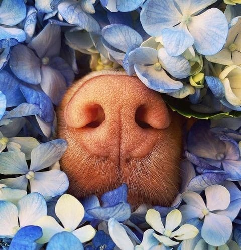 Post 9 by Pawzy on Instagram (image)