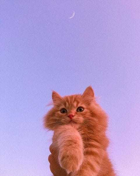 Post 4 by Pawzy on Instagram (image)