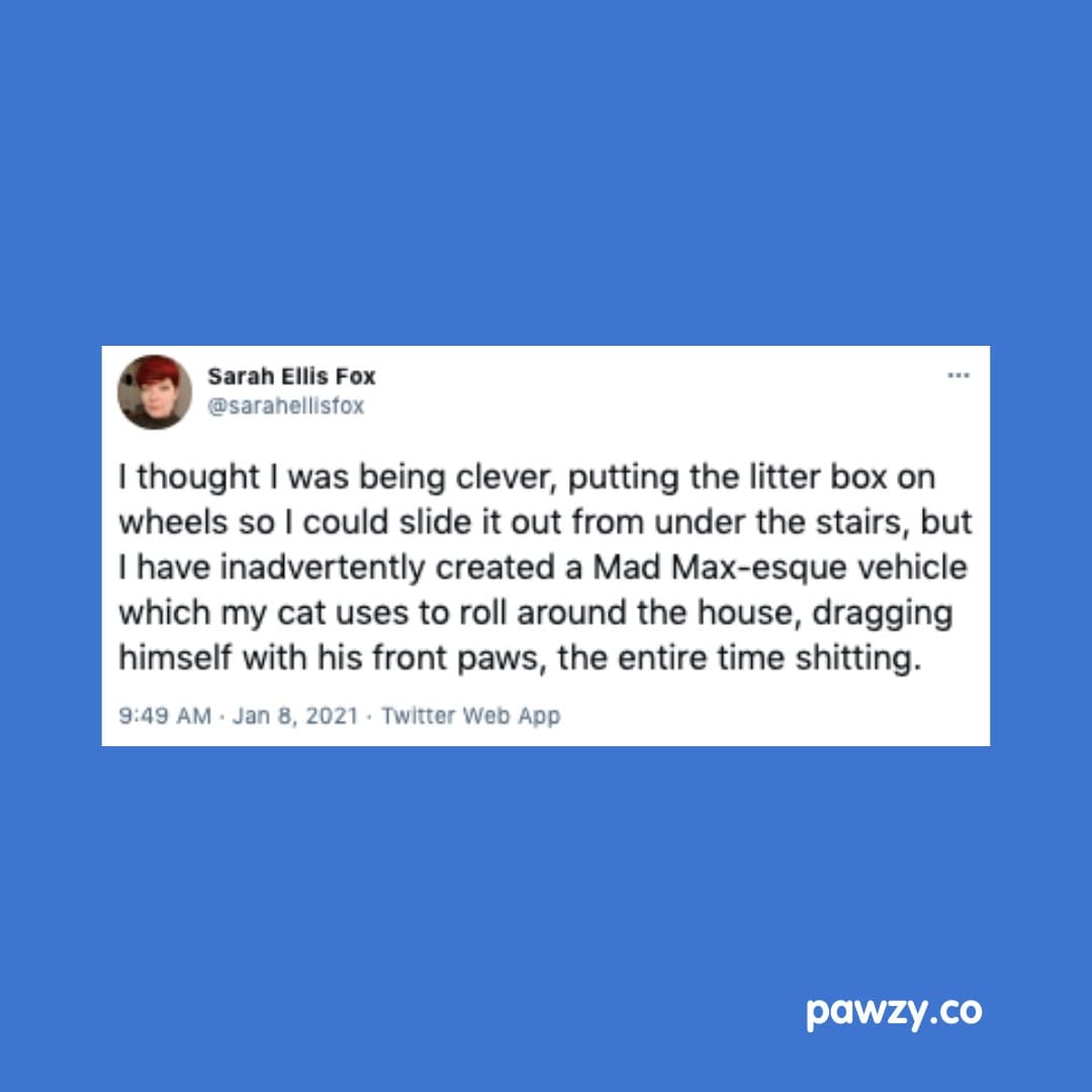 Post 8 by Pawzy on Instagram (image)
