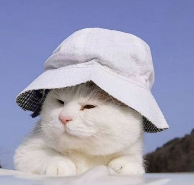 Post 2 by Pawzy on Instagram (image)