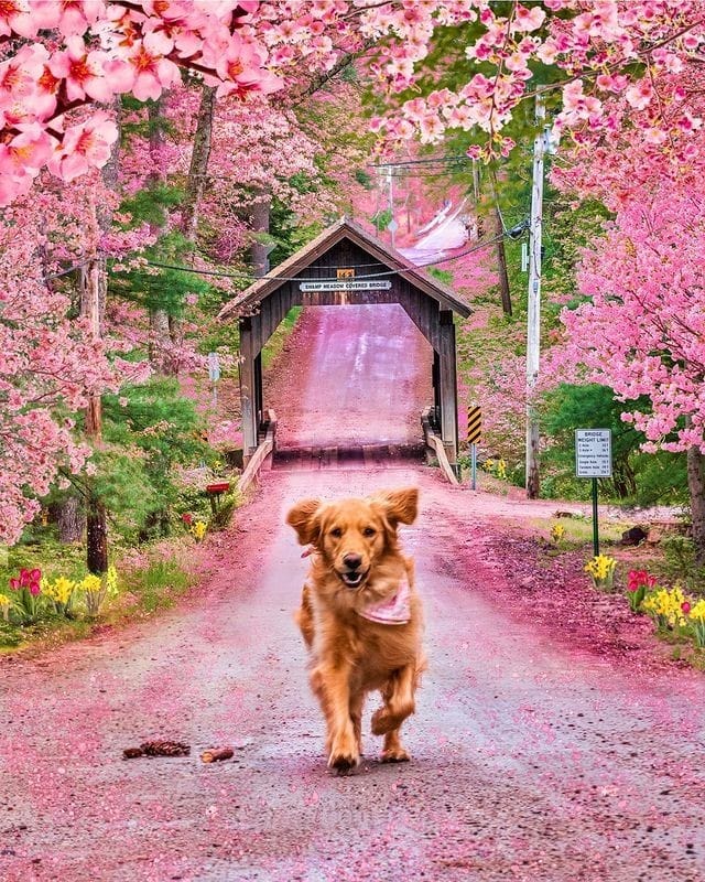 Post 5 by Pawzy on Instagram (image)
