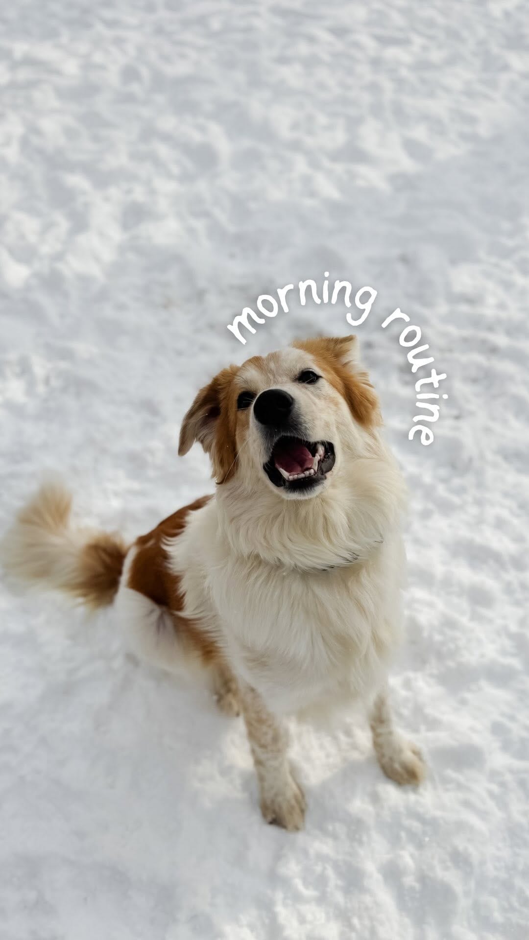 Post 3 by Ally🙋🏼‍♀️ Maze, Meeka, Boone + Friends on Instagram (video)
