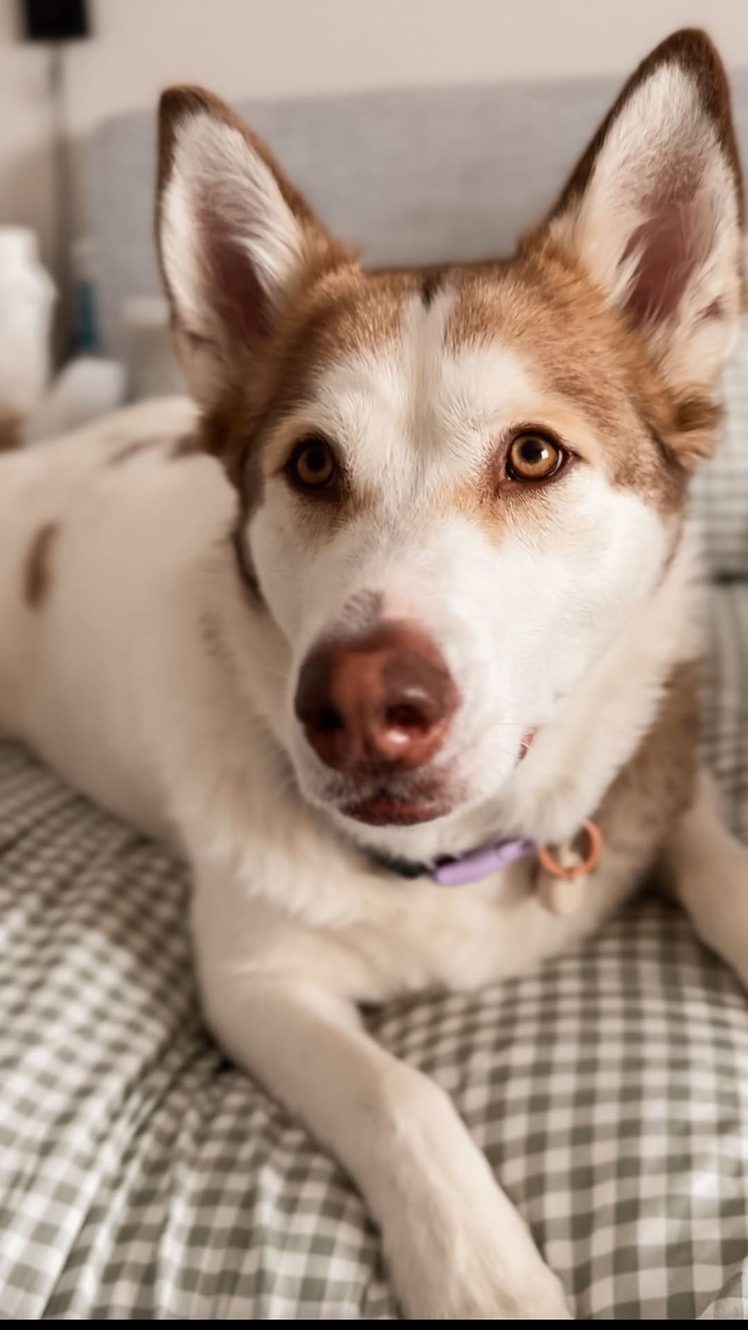 Post 8 by Ally🙋🏼‍♀️ Maze, Meeka, Boone + Friends on Instagram (video)