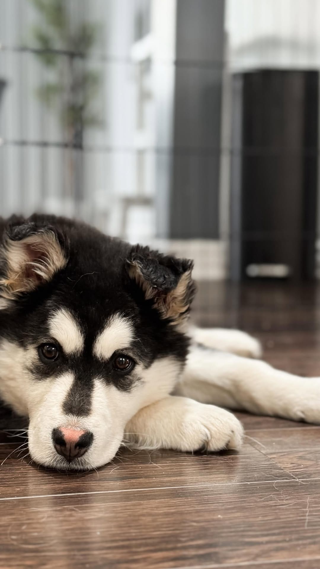Post 2 by Ally🙋🏼‍♀️ Maze, Meeka, Boone + Friends on Instagram (video)