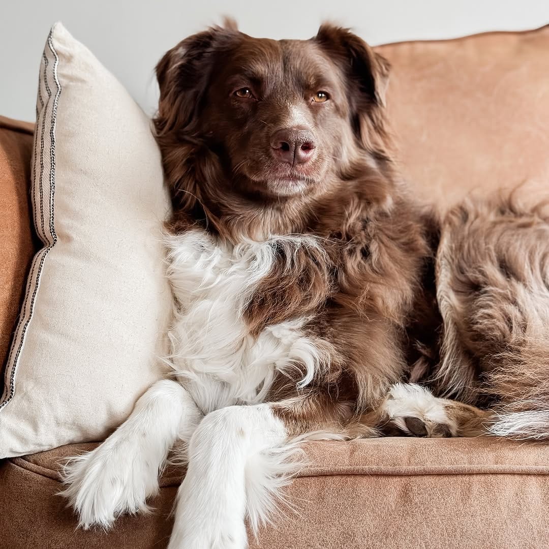 Post 6 by Ally🙋🏼‍♀️ Maze, Meeka, Boone + Friends on Instagram (image)