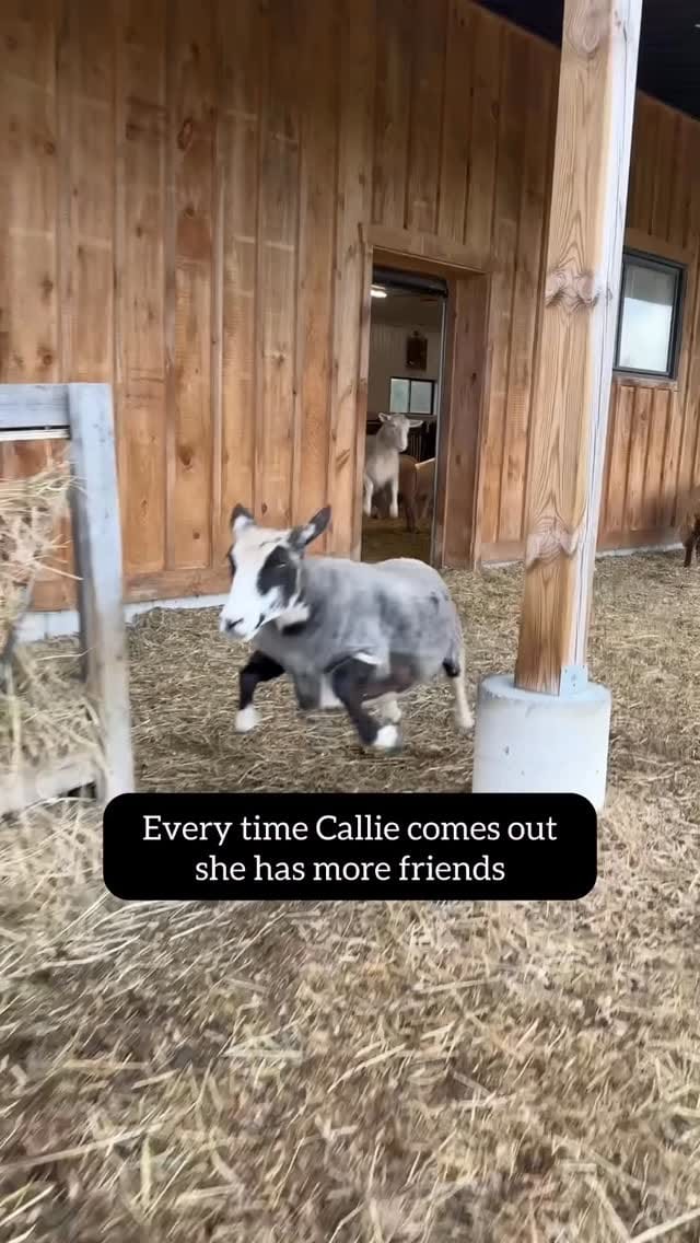 Post 2 by Black Goat Farm Sanctuary on Instagram (video)