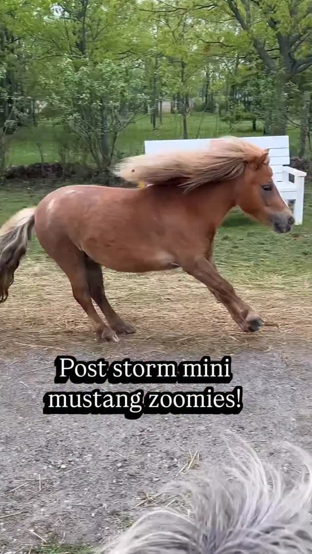 Post 7 by Black Goat Farm Sanctuary on Instagram (video)