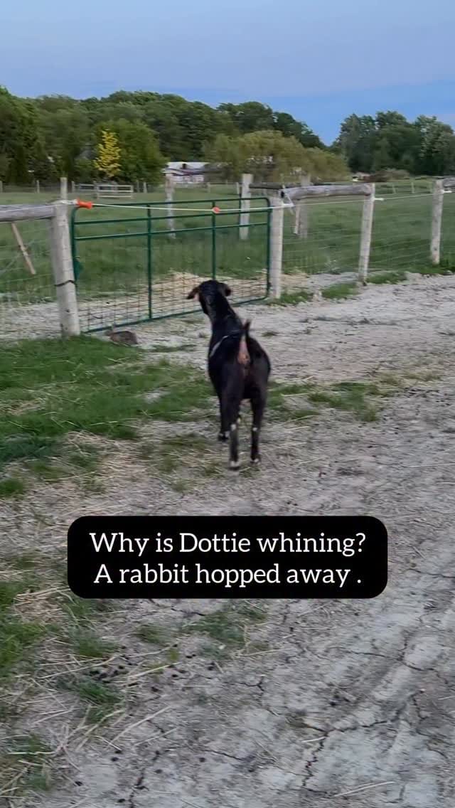 Post 1 by Black Goat Farm Sanctuary on Instagram (video)