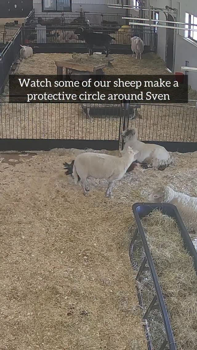 Post 5 by Black Goat Farm Sanctuary on Instagram (video)