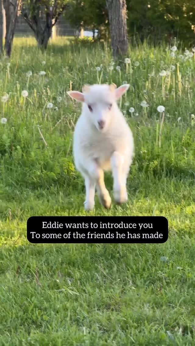 Post 4 by Black Goat Farm Sanctuary on Instagram (video)