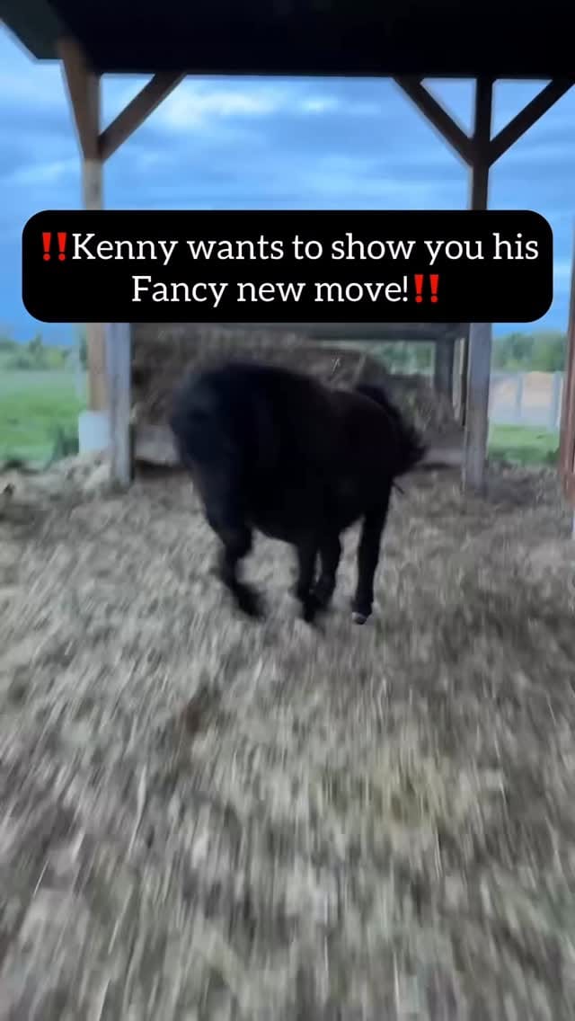 Post 10 by Black Goat Farm Sanctuary on Instagram (video)