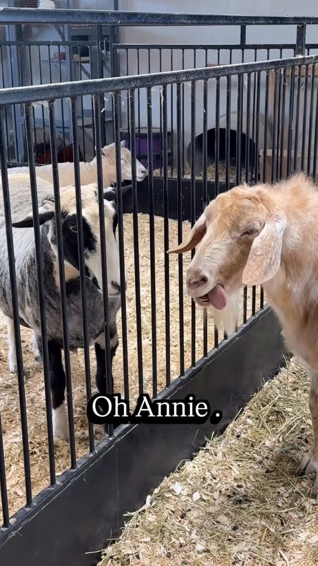 Post 6 by Black Goat Farm Sanctuary on Instagram (video)