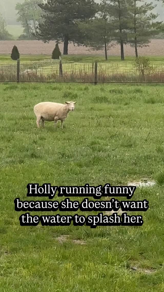 Post 8 by Black Goat Farm Sanctuary on Instagram (video)