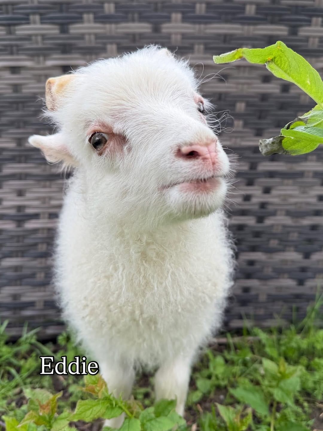 Post 9 by Black Goat Farm Sanctuary on Instagram (carousel)