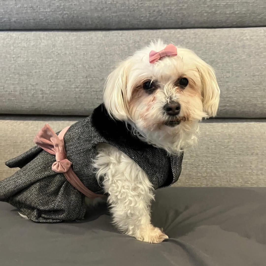 Post 2 by Sunshine & Dogs ☀️ 🐶 on Instagram (carousel)