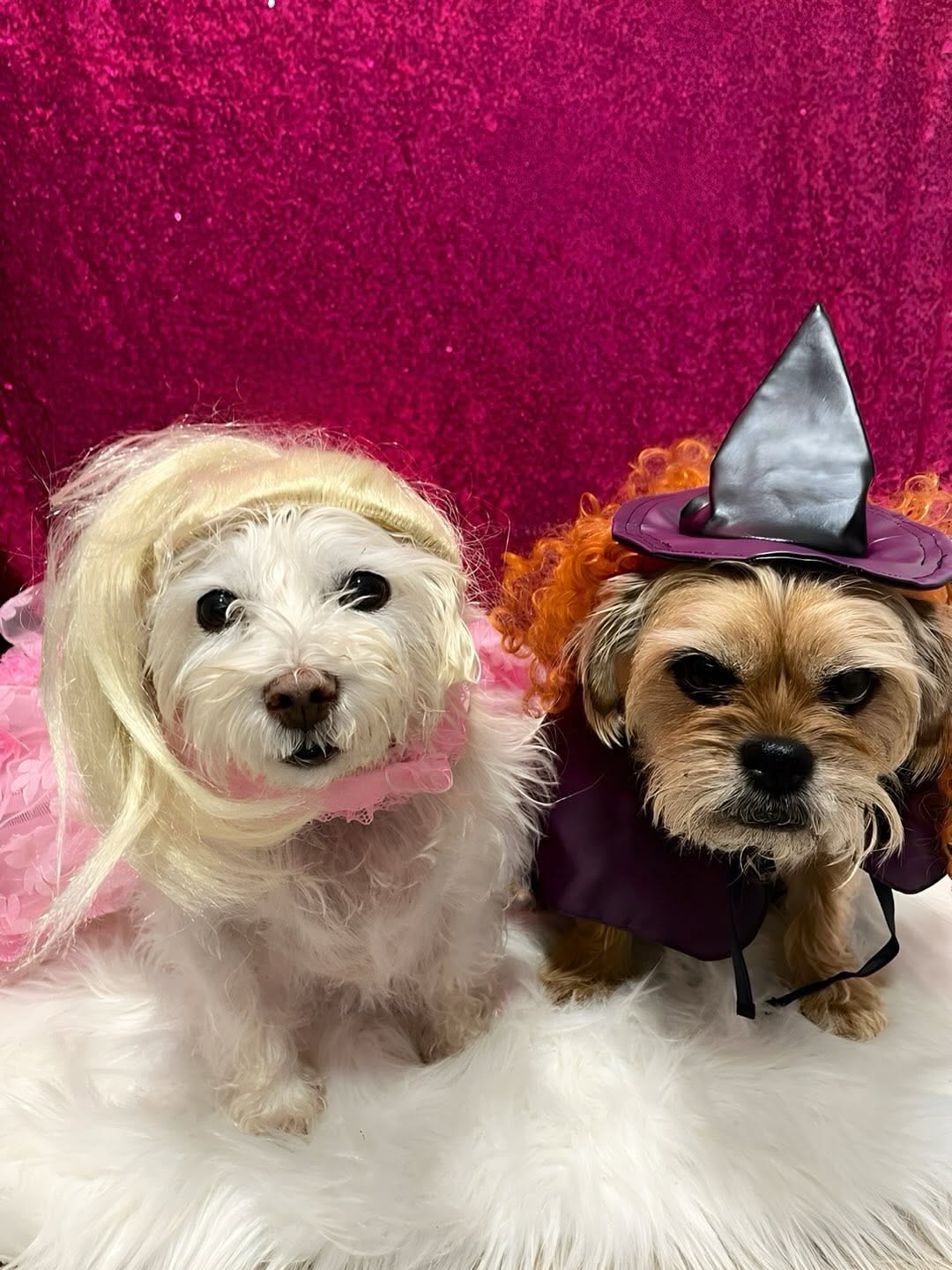 Post 8 by Sunshine & Dogs ☀️ 🐶 on Instagram (carousel)