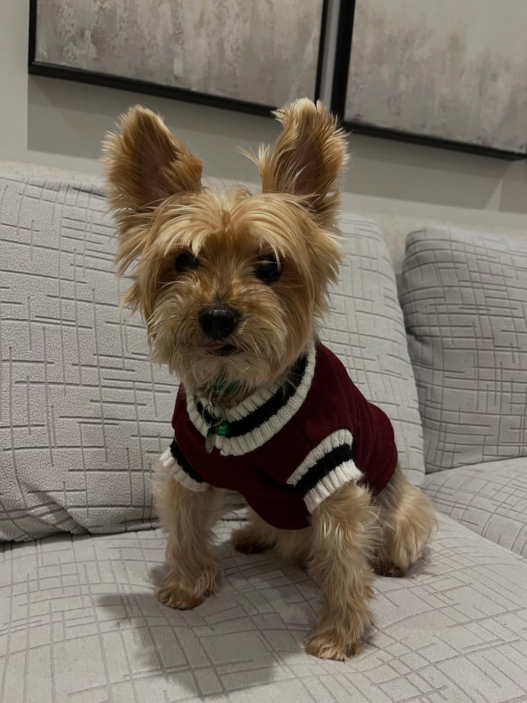 Post 4 by Sunshine & Dogs ☀️ 🐶 on Instagram (carousel)