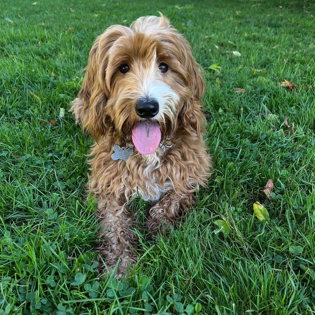 Post 10 by Sunshine & Dogs ☀️ 🐶 on Instagram (carousel)