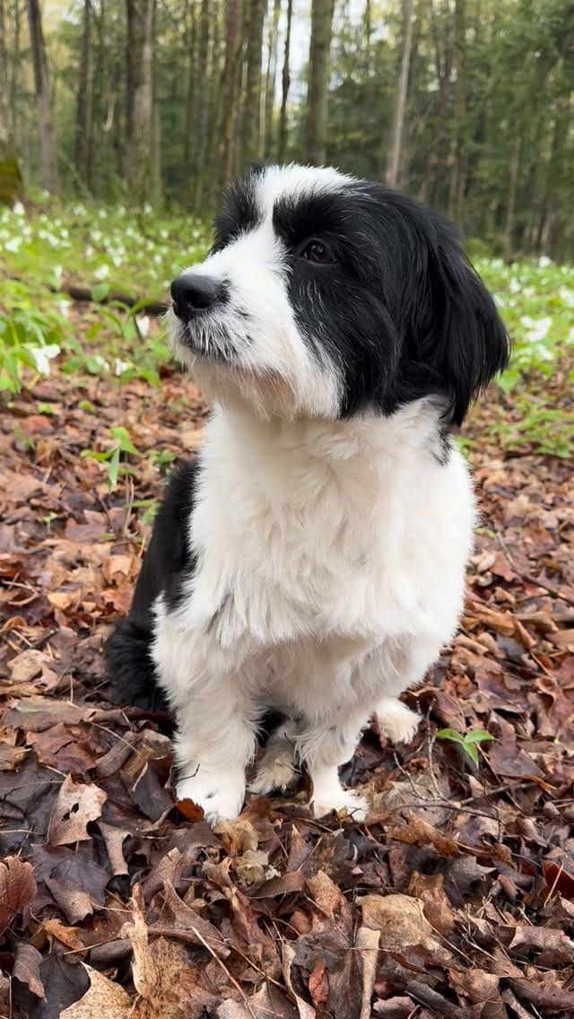Post 6 by The Taiga Animal Sanctuary on Instagram (video)