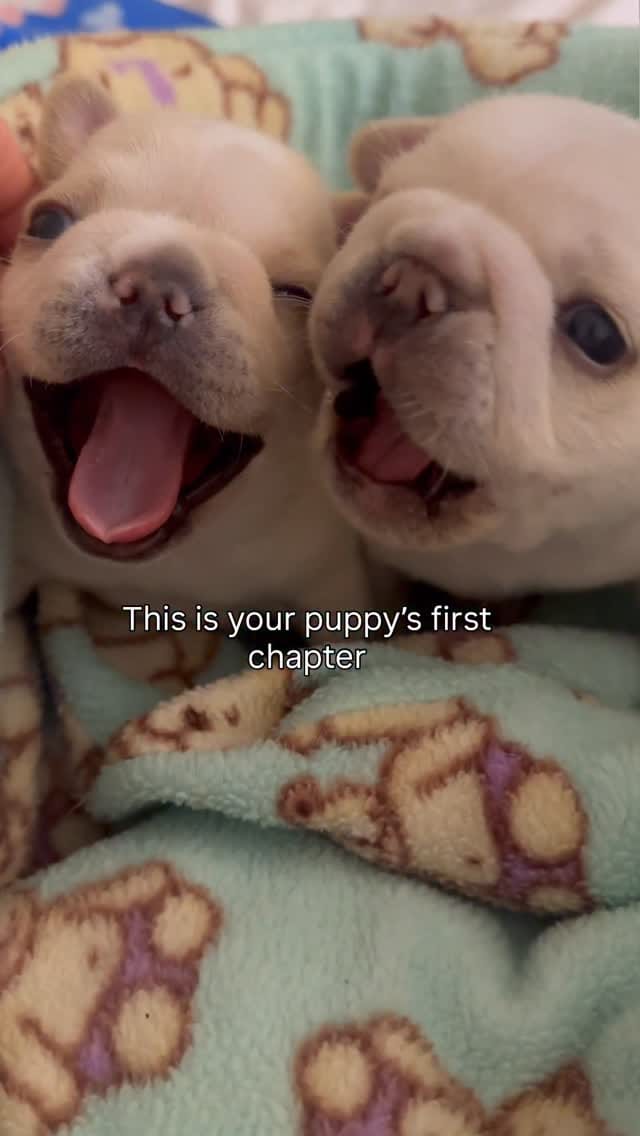 Post 4 by Christina で Pillowface French Bulldogs on Instagram (video)