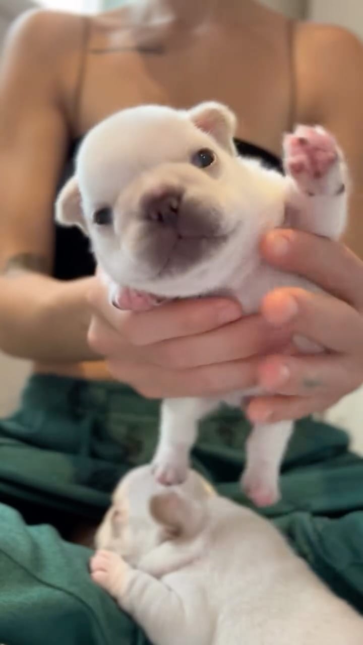 Post 2 by Christina で Pillowface French Bulldogs on Instagram (video)