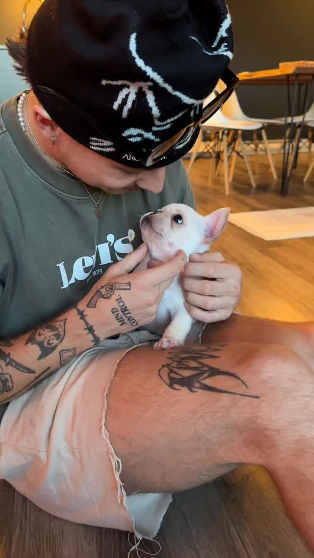 Post 1 by Christina で Pillowface French Bulldogs on Instagram (video)