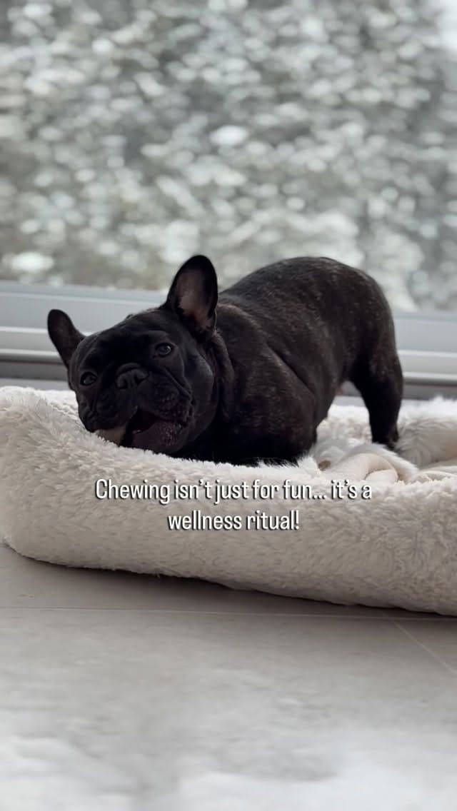 Post 5 by Christina で Pillowface French Bulldogs on Instagram (video)