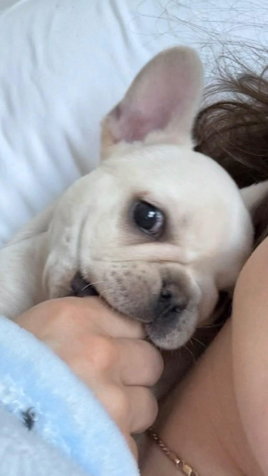 Post 3 by Christina で Pillowface French Bulldogs on Instagram (video)