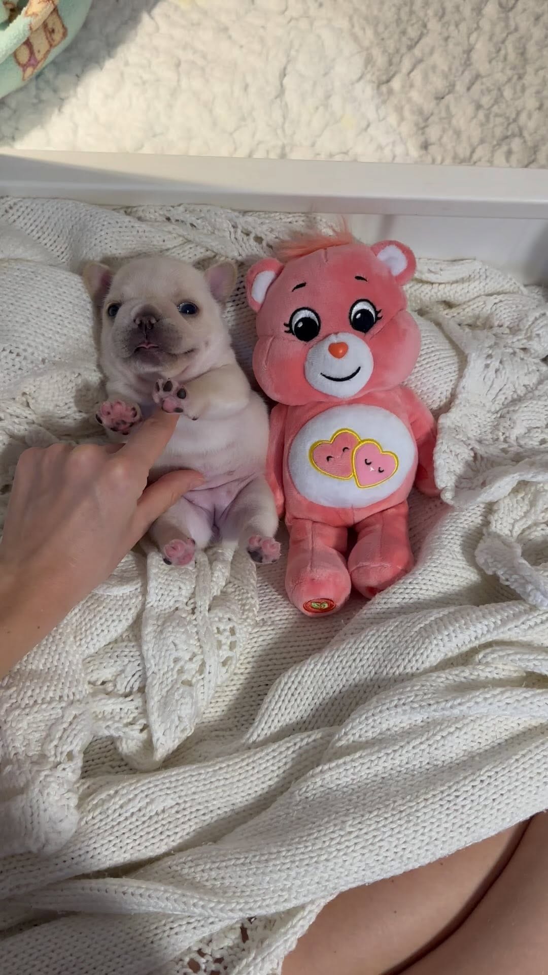 Post 10 by Christina で Pillowface French Bulldogs on Instagram (video)