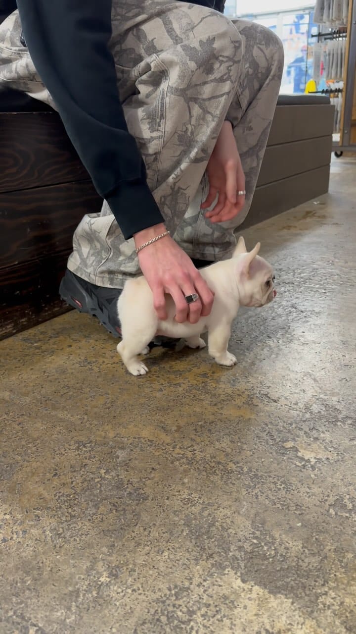 Post 8 by Christina で Pillowface French Bulldogs on Instagram (video)