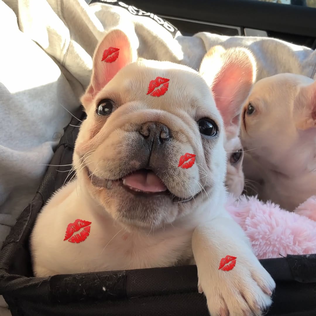 Post 6 by Christina で Pillowface French Bulldogs on Instagram (carousel)