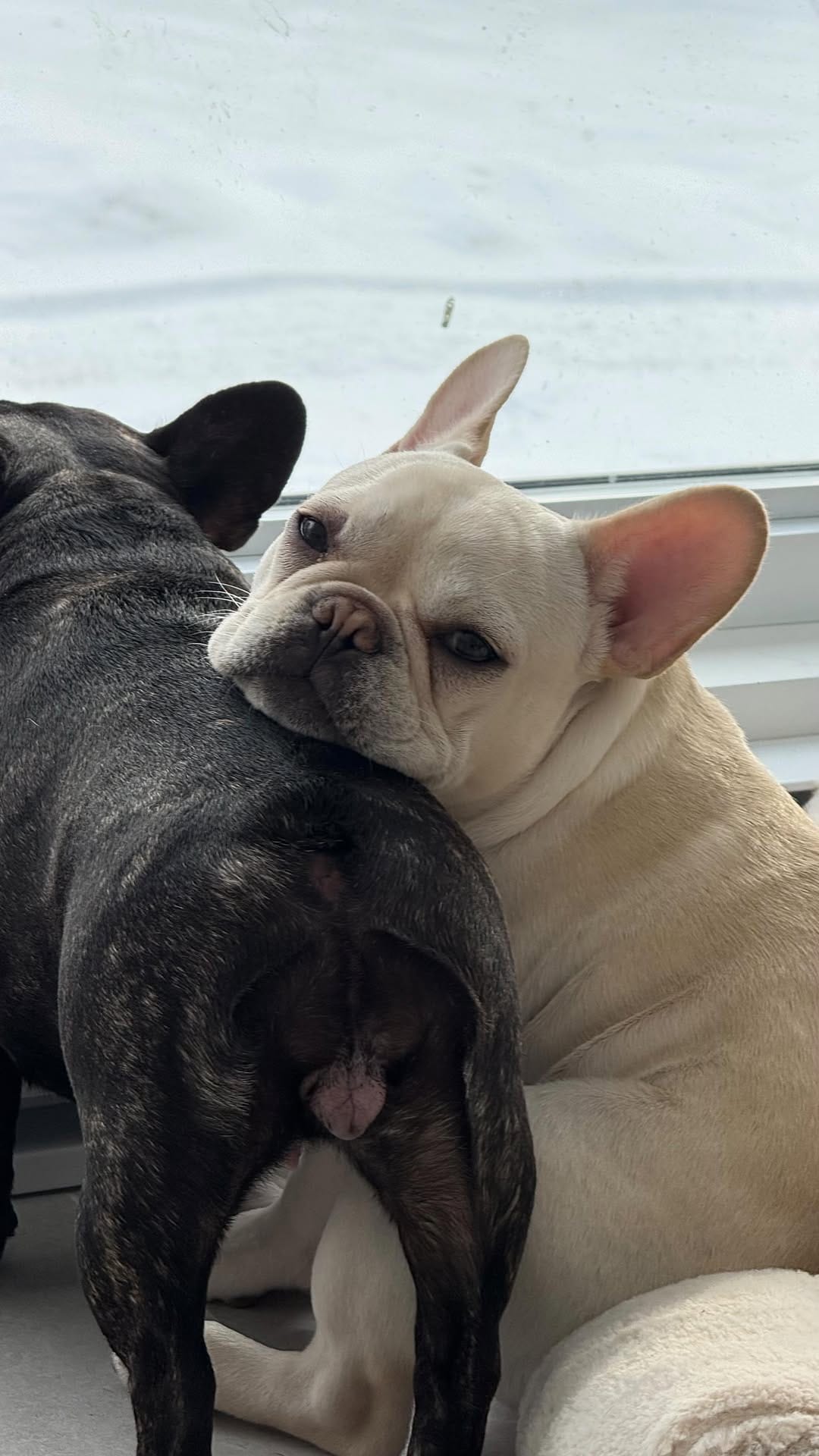 Post 7 by Christina で Pillowface French Bulldogs on Instagram (video)