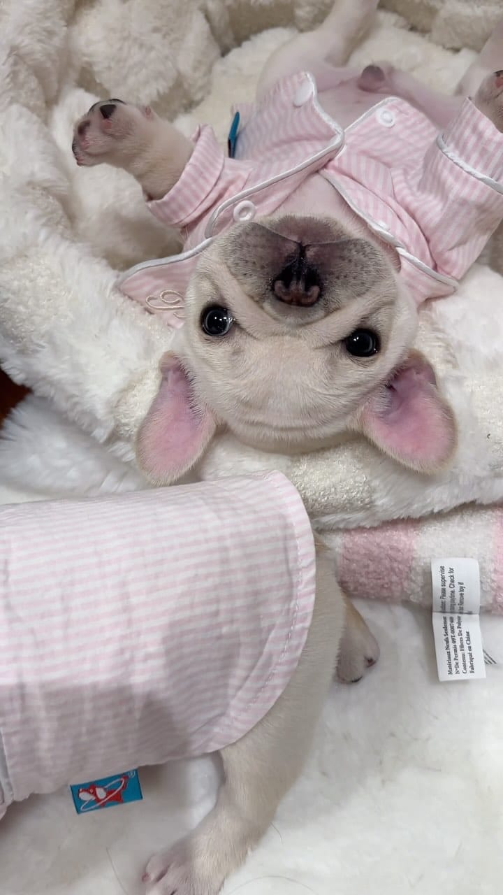 Post 9 by Christina で Pillowface French Bulldogs on Instagram (video)