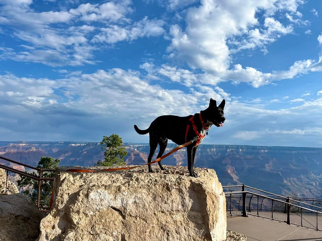 Post 8 by GoPetFriendly.com on Instagram (image)